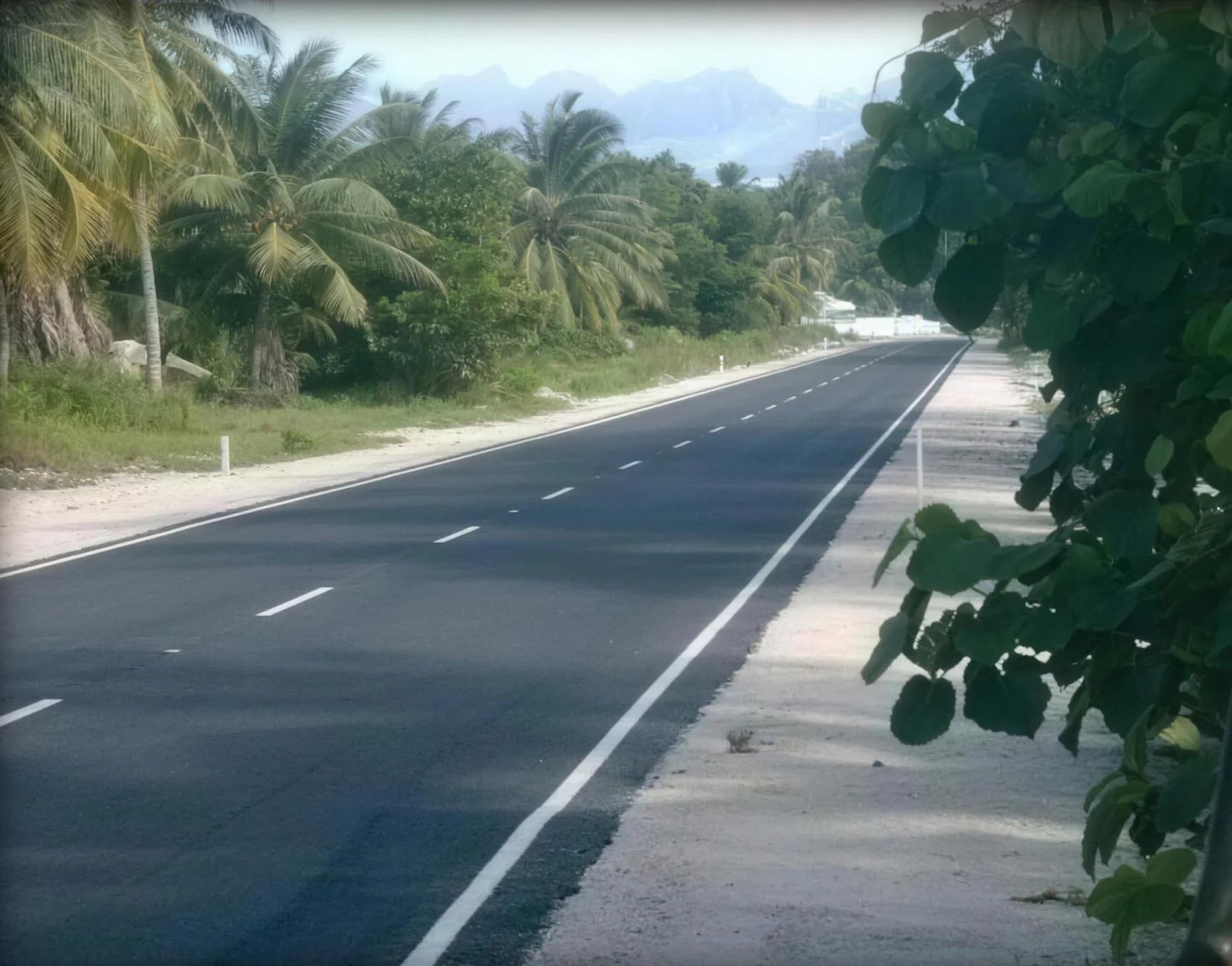 Completed tarmac link road running between palms in Addu Atoll